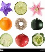 Image result for Circular Objects in Nature