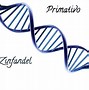 Image result for DNA Zinfandel Filaree