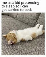 Image result for Cat Bed Meme