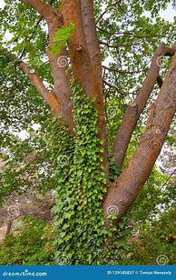 Image result for Vines That Grow On Trees