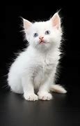 Image result for Baby White Cat with Blue Eyes