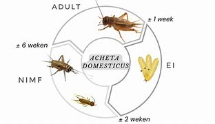 Image result for Acheta Domesticus Life Cycle
