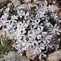Image result for Phlox Tiny Bugles