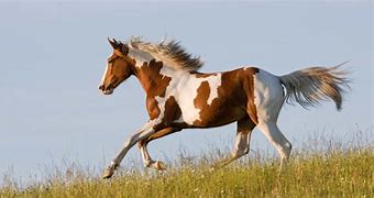 Image result for American Horse Breeds