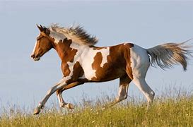 Image result for Horse Breeds in USA