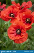 Image result for Cluster of Poppies