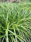 Image result for Carex oshimensis J.S. Greenwell (r)