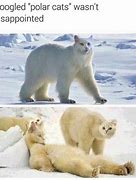 Image result for Polar Bear Meme