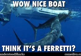 Image result for Misunderstood Shark Meme