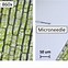 Image result for Elodea Plant Cell