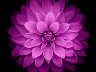 Image result for iOS 8 iPad Wallpaper Flower