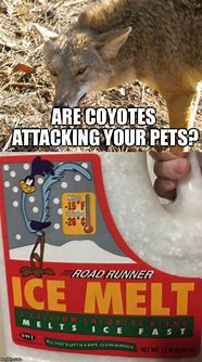 Image result for Funny Coyote Memes