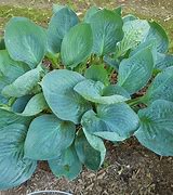 Image result for Hosta Dixie Cups