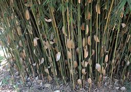 Image result for Fargesia robusta