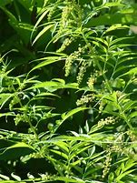 Image result for Datisca cannabina