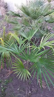 Image result for Netherlands Palm Tree