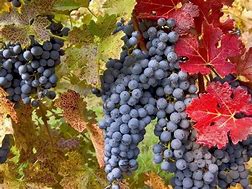Image result for Cabernet Sauvignon Grape Vine