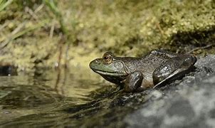 Image result for Wood Frog