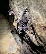 Image result for Bat Cave China