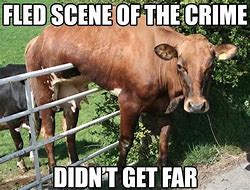 Image result for Cow Funny Baby Memes