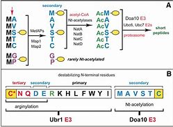 Image result for adsorc9�n