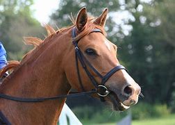 Image result for Painful Horse Bits