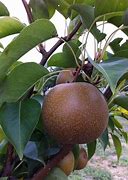 Image result for fruitiest