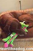 Image result for Bark Toys for Dogs