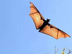 Image result for Bird That Sounds Like a Bat