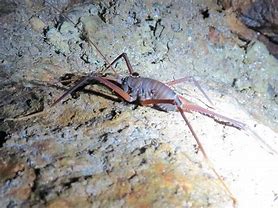 Image result for Camel Cave Cricket