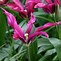 Image result for Tulipa Purple Doll