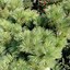 Image result for Pinus cembra Ortler