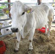 Image result for Marchigiana Cattle