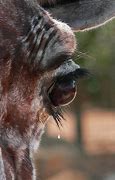 Image result for Crying Baby Giraffe