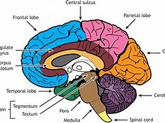 Image result for Human Brain Anatomy