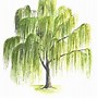 Image result for willow trees draw