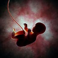 Image result for fetal