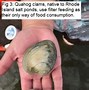 Image result for Ming the Ocean Quahog