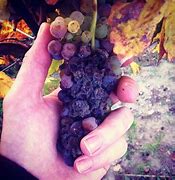 Image result for Black Rot On Grapes