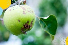 Image result for Apple Scab Treatment