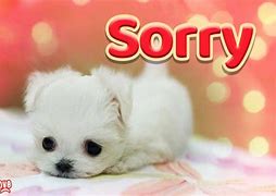 Image result for Cute Sorry Pics