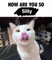 Image result for Silly Goofy Cat Memes
