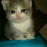 Image result for Sad Cat Meme Wallpaper Blur