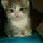 Image result for Cat Crying Meme Face 1080