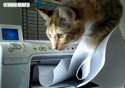 Image result for Cat Printer Humor