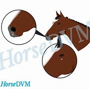 Image result for Papilloma Virus in Horses