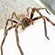Image result for What Are Huntsman Spiders