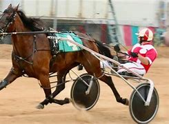 Image result for Harness Racing Betting