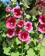 Image result for Alcea rosea