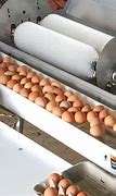 Image result for Egg Washing Machine Factory
